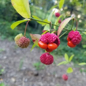 Native Hearts-a-Bustin', Euonymous americanus.