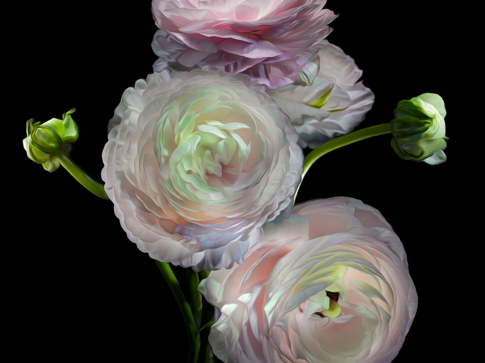 Felicity Ranunculus Ranunculus - Bella Fiore Images Portfolio