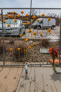Sunflowers hung by mourners hang on the fence in front of King Soopers on Table Mesa in Boulder, CO on Tuesday, March 23, 2021. (Io Hartman&amp;amp;#x2F;CU Independent)