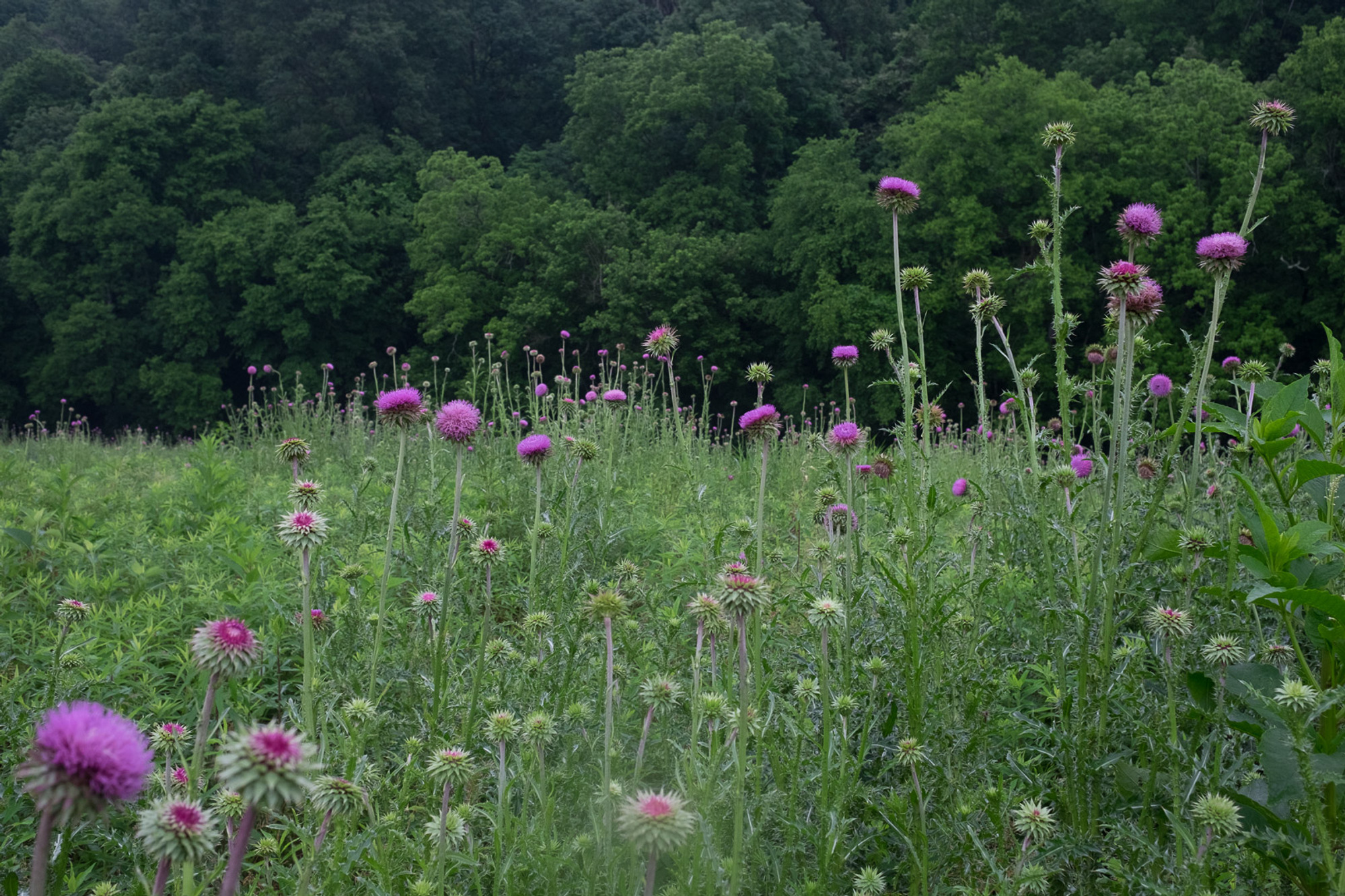 Tennessee Thistles
Balance, Harmony, and Complexity
Landscape photography


--
Amber McDonald