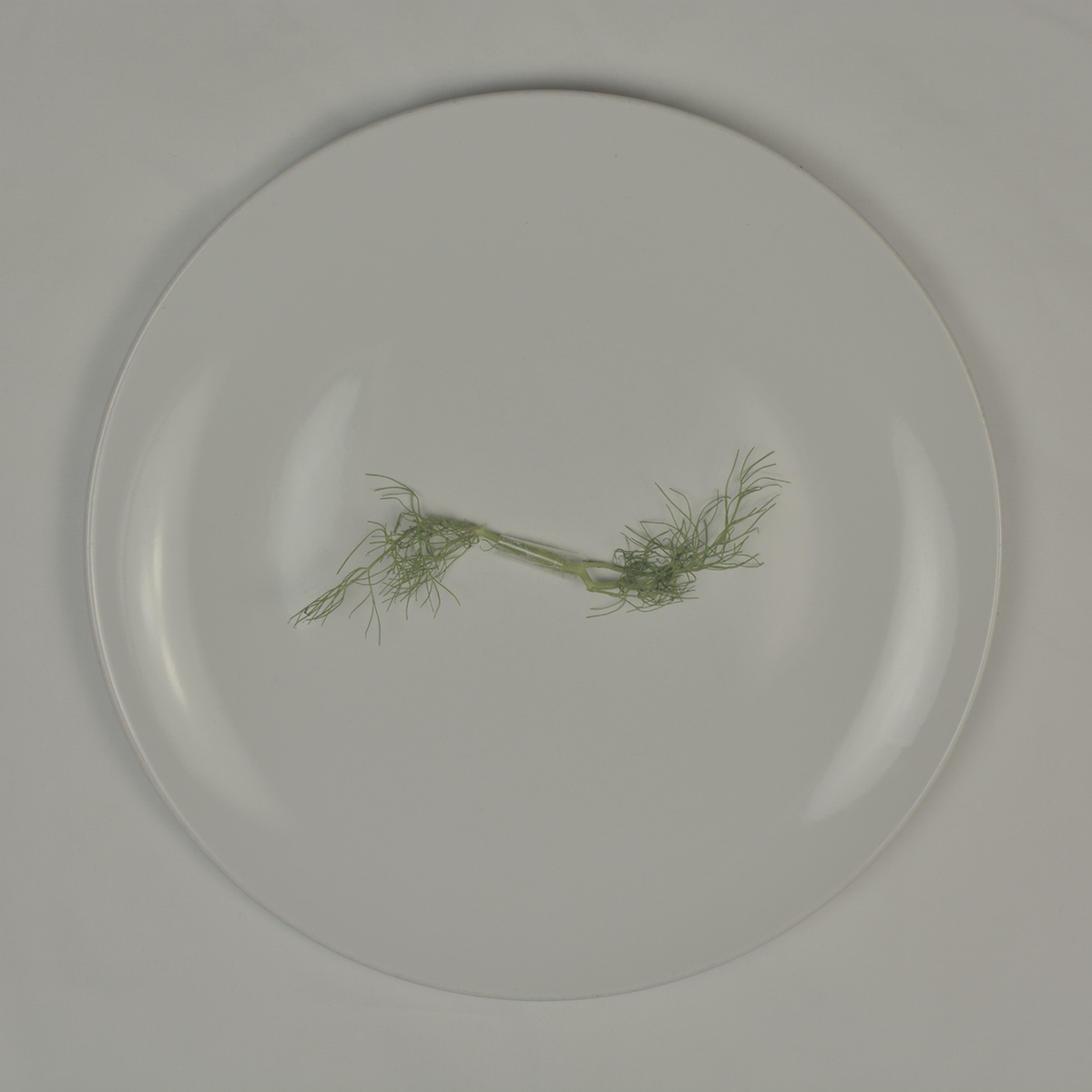 plate containing two fennel stalks sellotaped together