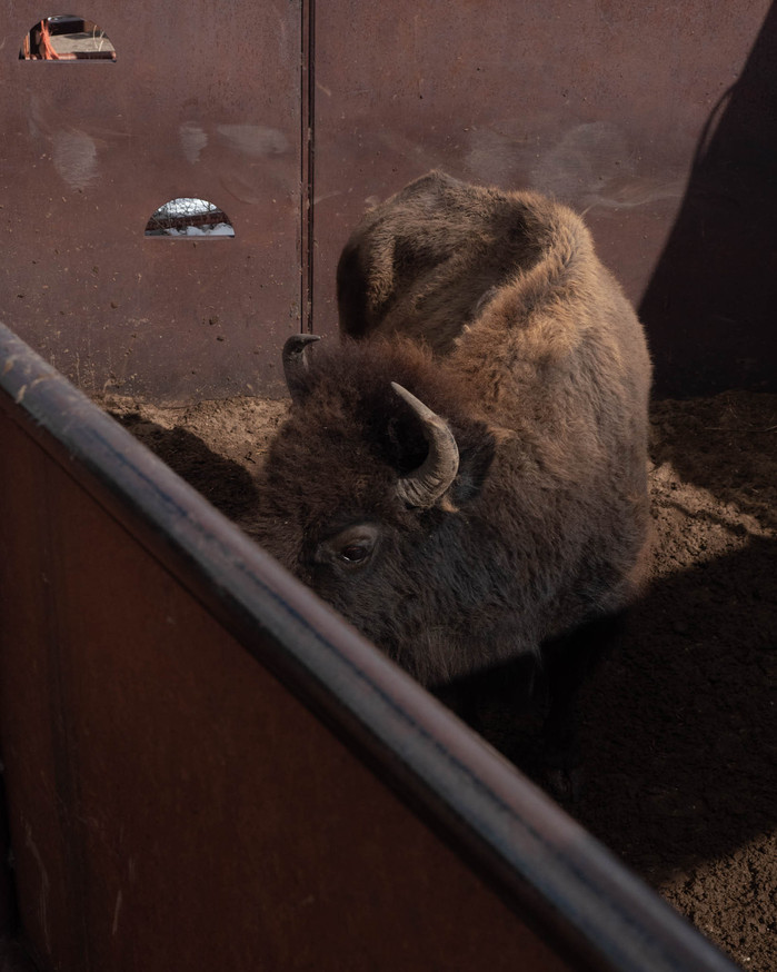Bison Work