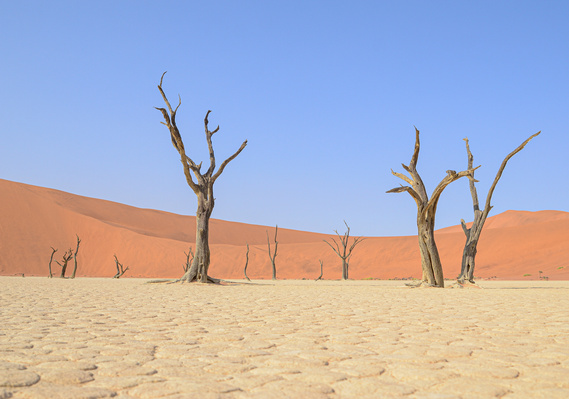 Desertscape and landscape photograph, created in the Namib desert. Deadvlei at Sossusvlei, Namibia. Petrified trees in the desert. 