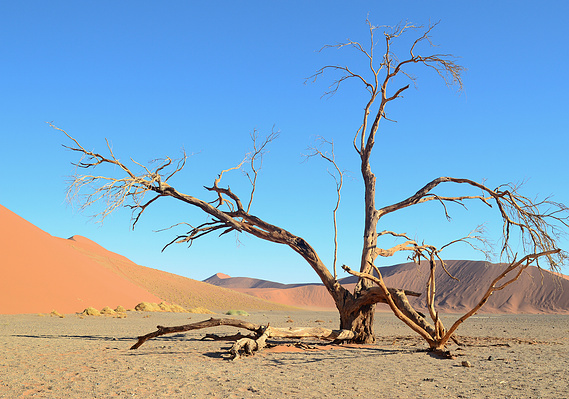 Desertscape and landscape photograph, created in the Namib desert. Desertscape at Dune 45 in Namibia. Trees in the desert. 