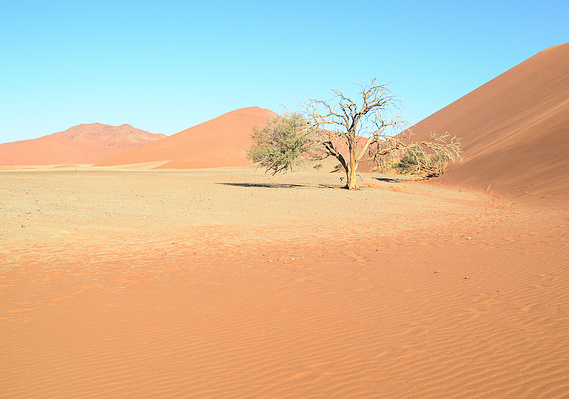 Desertscape and landscape photograph, created in the Namib desert. Dune 45, Namibia. 