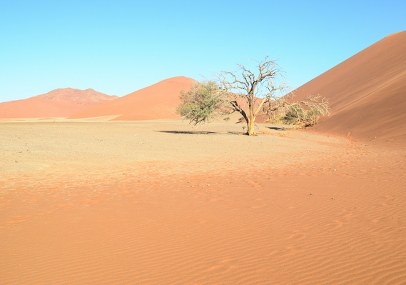 Desertscape and landscape photograph, created in the Namib desert. Dune 45, Namibia. 