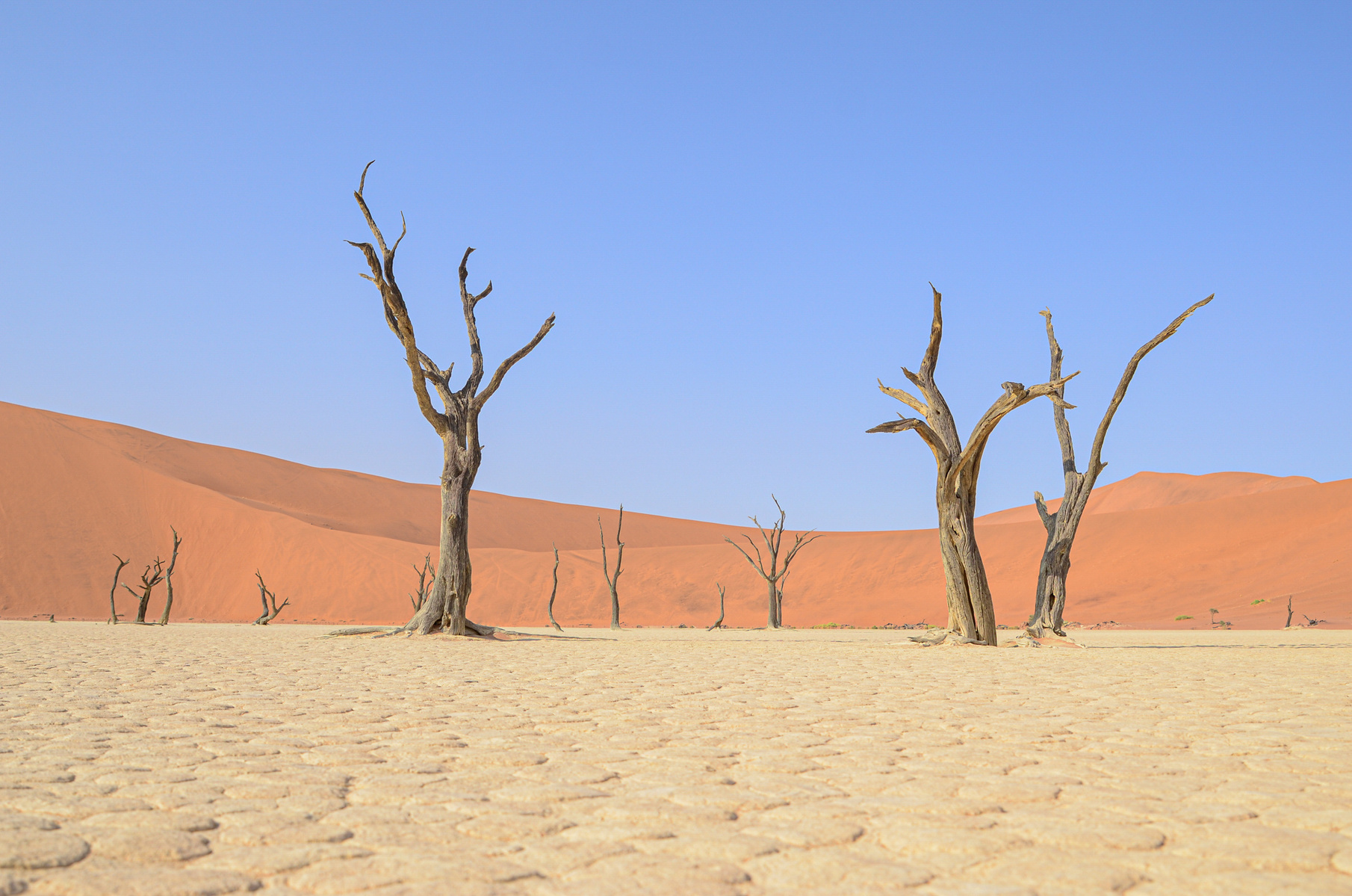 Desertscape and landscape photograph, created in the Namib desert. Deadvlei at Sossusvlei, Namibia. Petrified trees in the desert. 