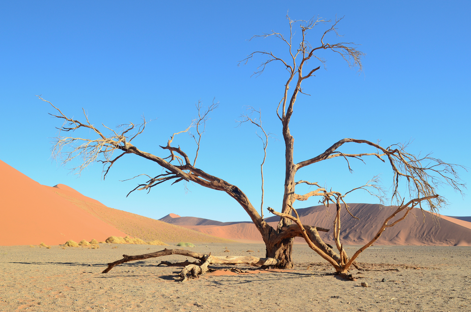 Desertscape and landscape photograph, created in the Namib desert. Desertscape at Dune 45 in Namibia. Trees in the desert. 