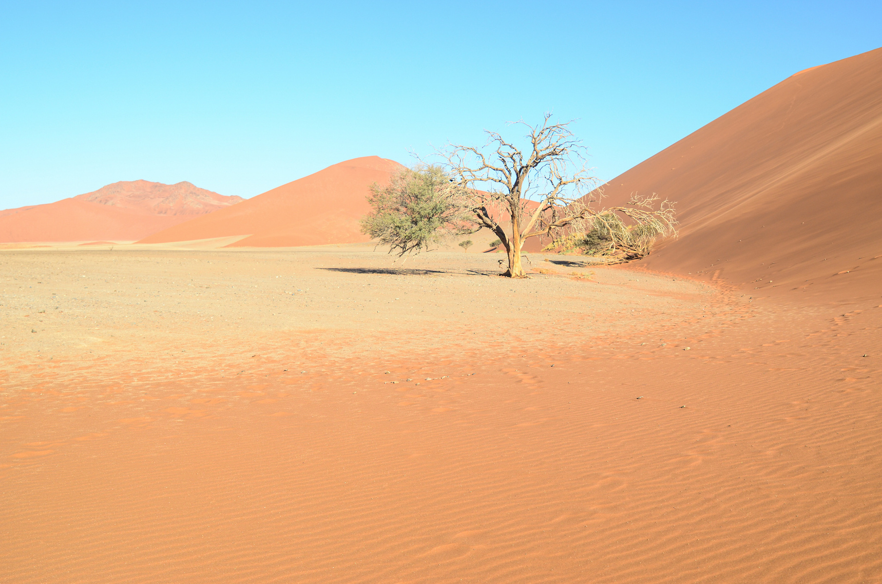 Desertscape and landscape photograph, created in the Namib desert. Desert scape at Dune 45 in Namibia. 