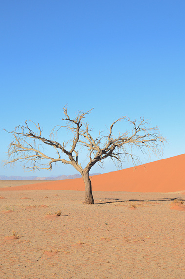 Desertscape and landscape photograph, created in the Namib desert. Desertscape at Dune 45 in Namibia. Trees in the desert. 