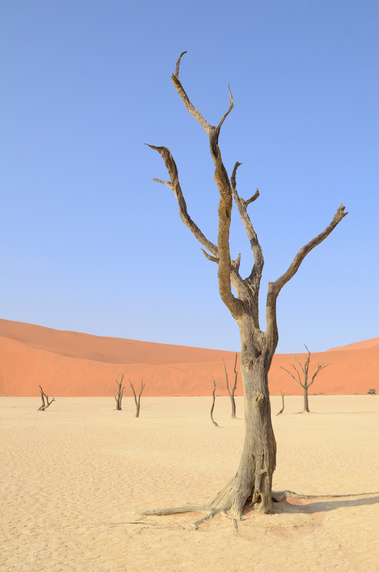Desertscape and landscape photograph, created in the Namib desert. desertscape. Deadvlei at Sossusvlei. Trees in the desert. 