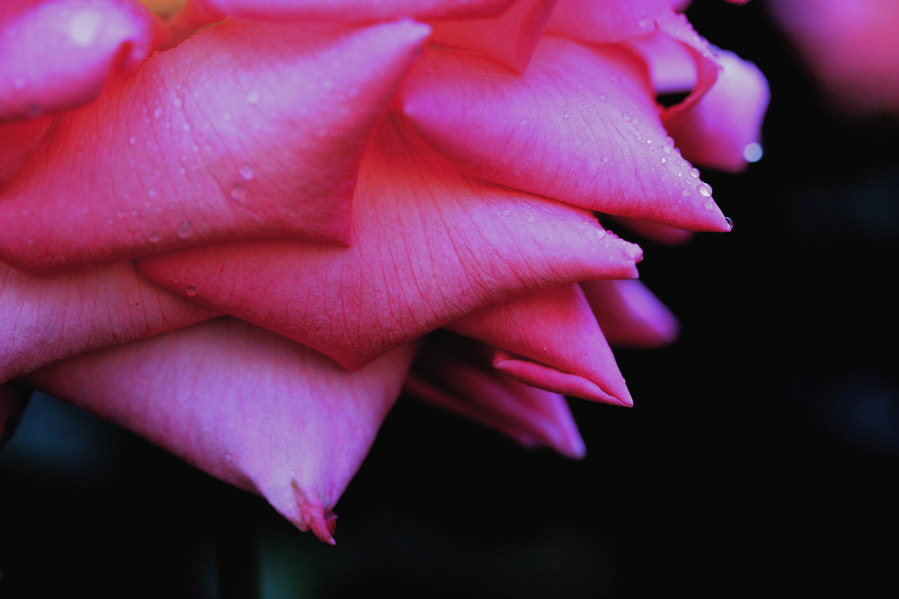 Photograph taken in Toulouse, France, 2012.