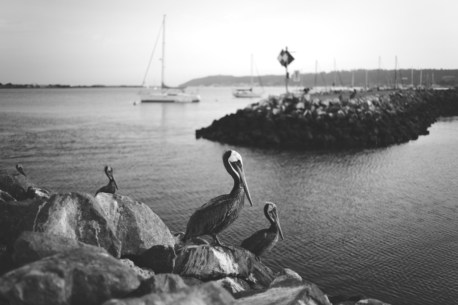 Photograph taken in San Diego, USA, 2012.