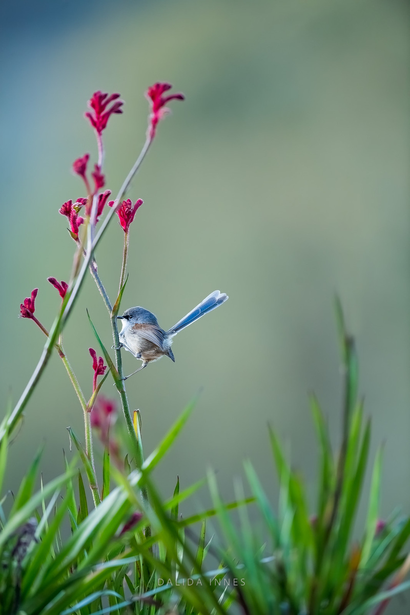 Splendid Fairywren female