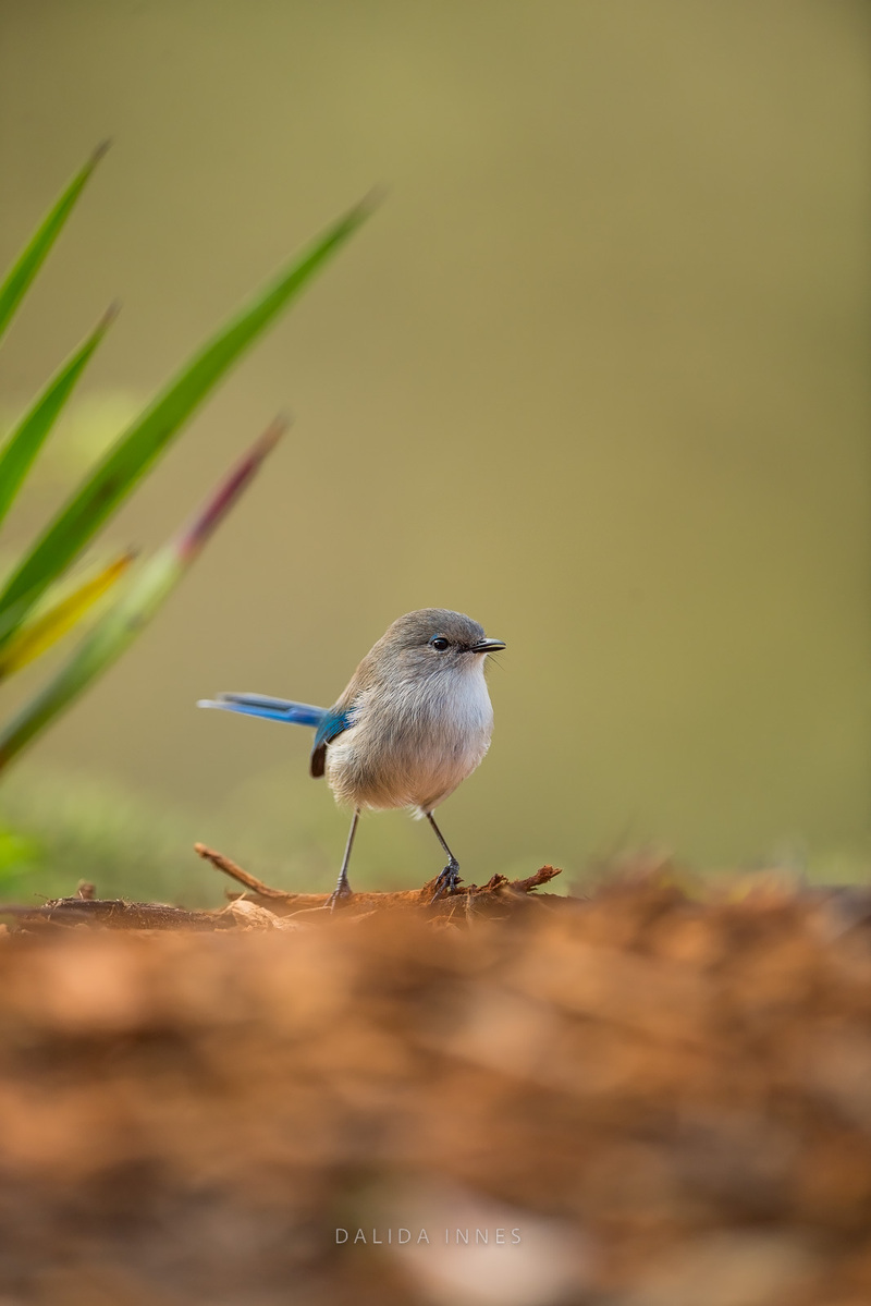 Splendid Fairywren female