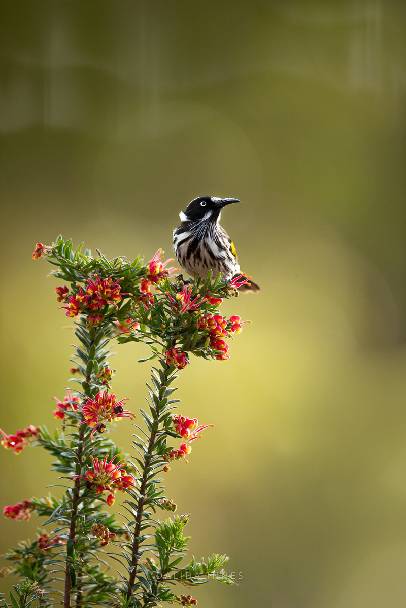 New Holland Honeyeater