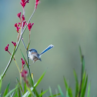 Splendid Fairywren female