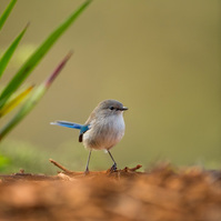 Splendid Fairywren female