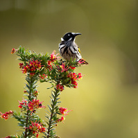New Holland Honeyeater