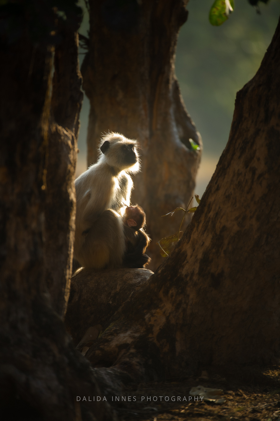 Gray Langur female with her newborn