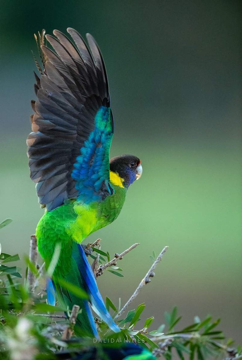 Australian Ringneck