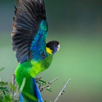 Australian Ringneck