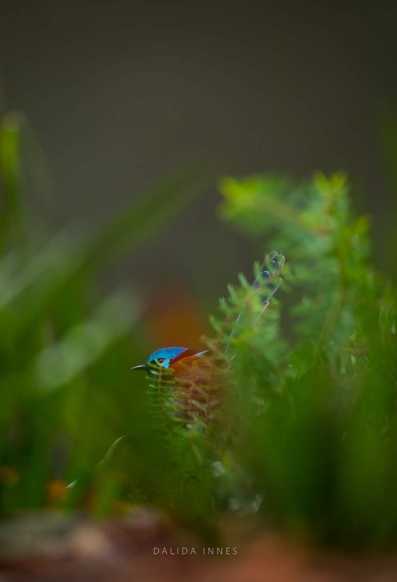 Red-Winged Fairywren