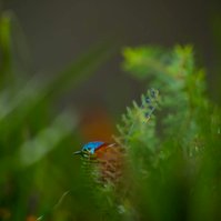 Red-Winged Fairywren