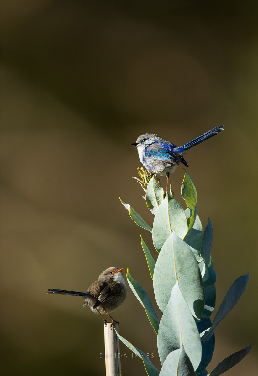 Splendid Fairywren male and Female