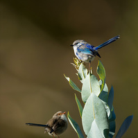 Splendid Fairywren male and Female