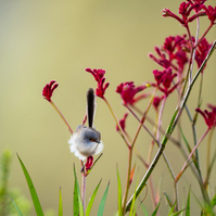 Red-winged fairywren female