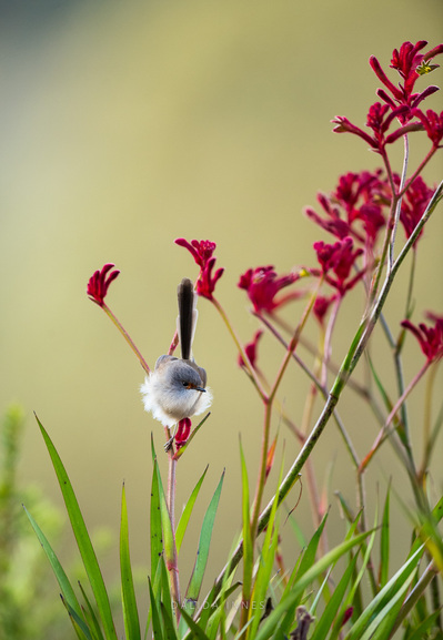 Red-winged fairywren female