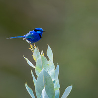 Splendid Fairywren Male