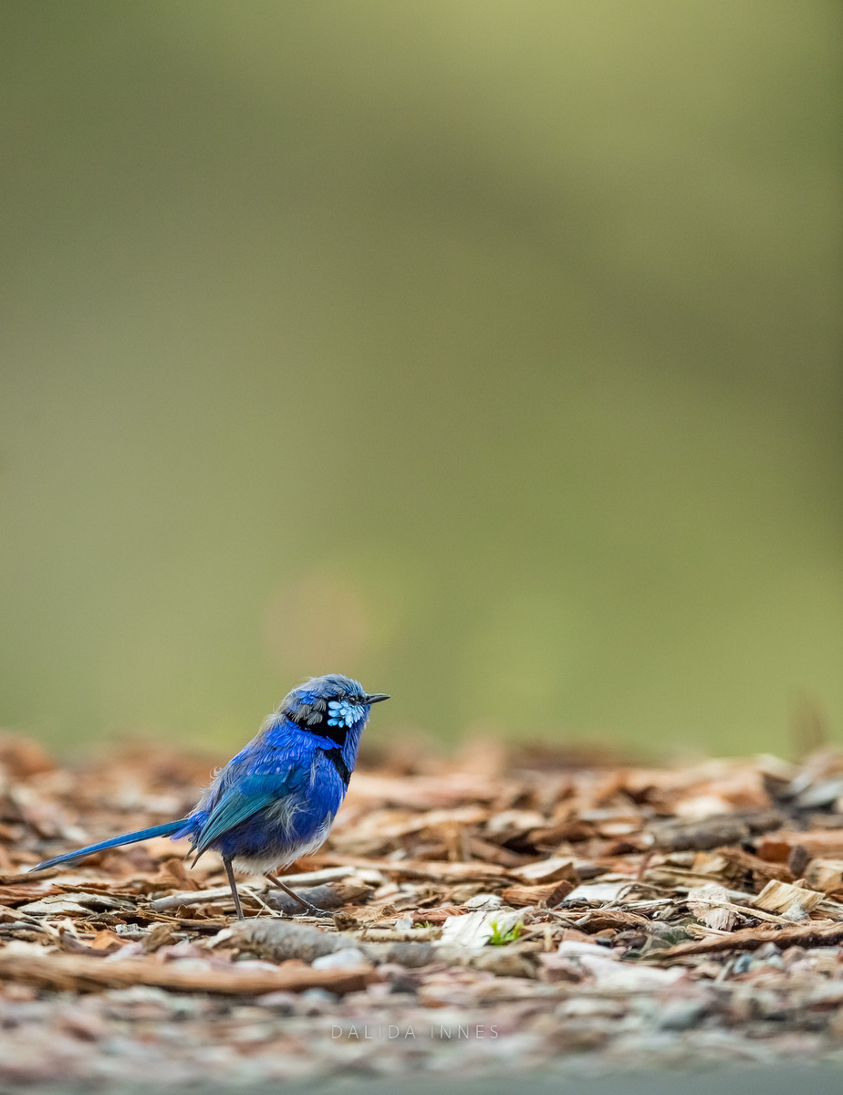 Splendid Fairywren Male