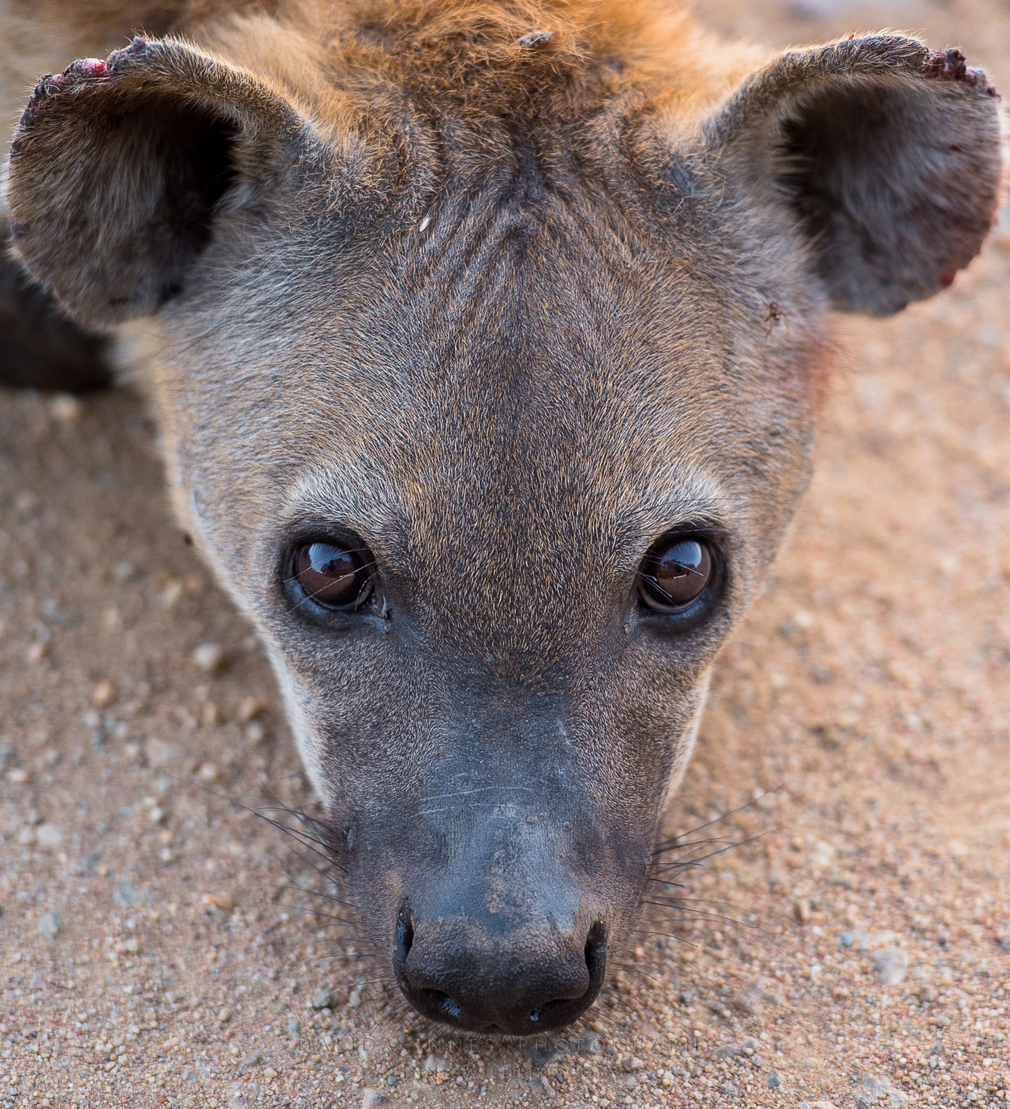 Portrait of a hyena