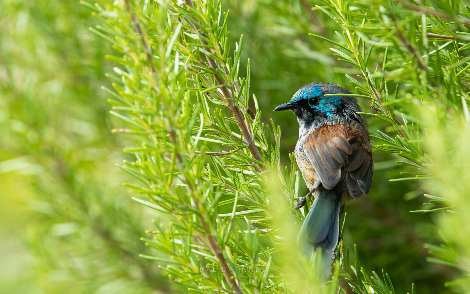 Red-winged fairywren male