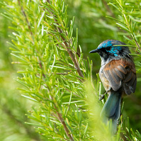 Red-winged fairywren male