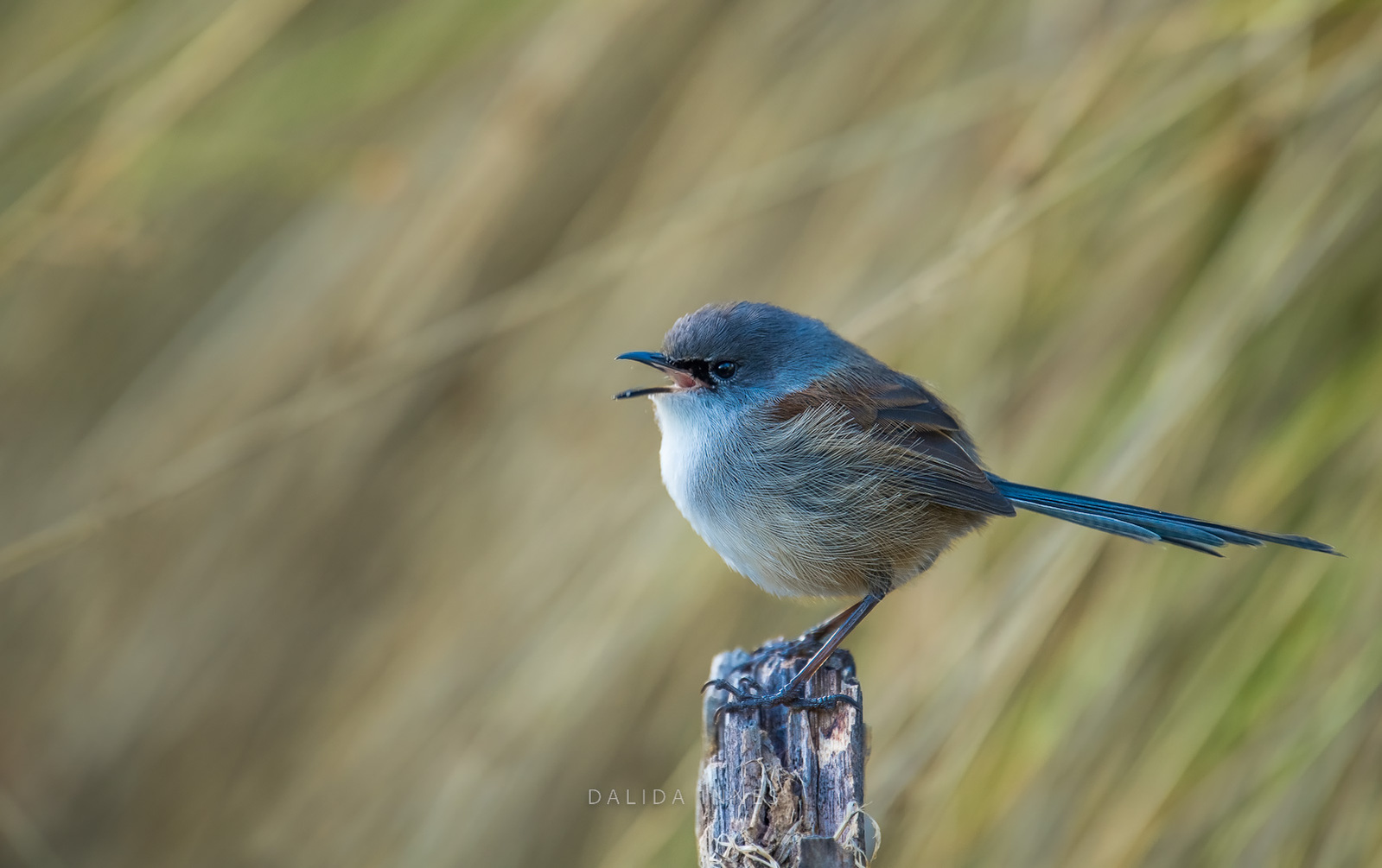 Splendid Fairywren male
