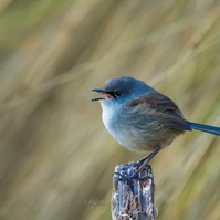 Splendid Fairywren male