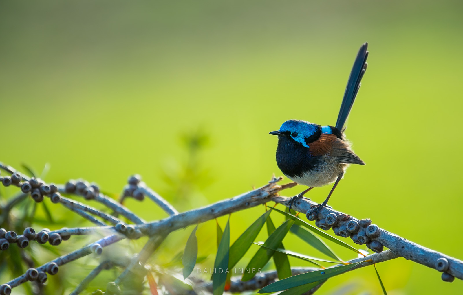 Red-winged fairywren male