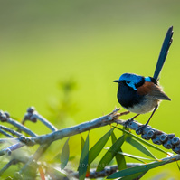 Red-winged fairywren male