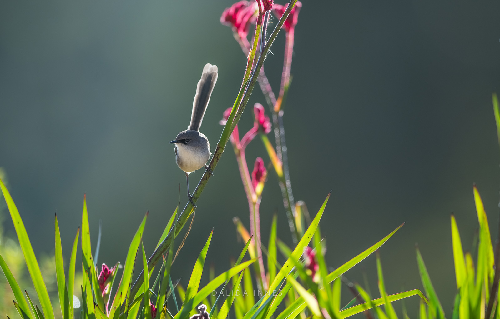 Red-winged fairywren female
