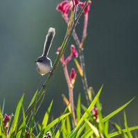 Red-winged fairywren female