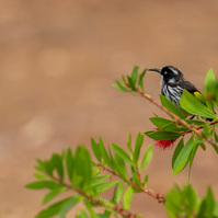 New Holland Honeyeater
