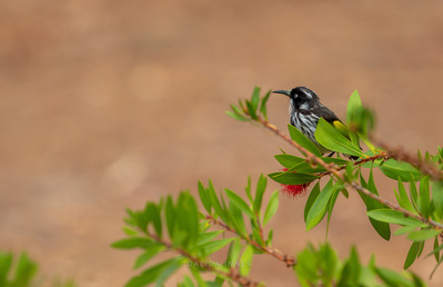 New Holland Honeyeater