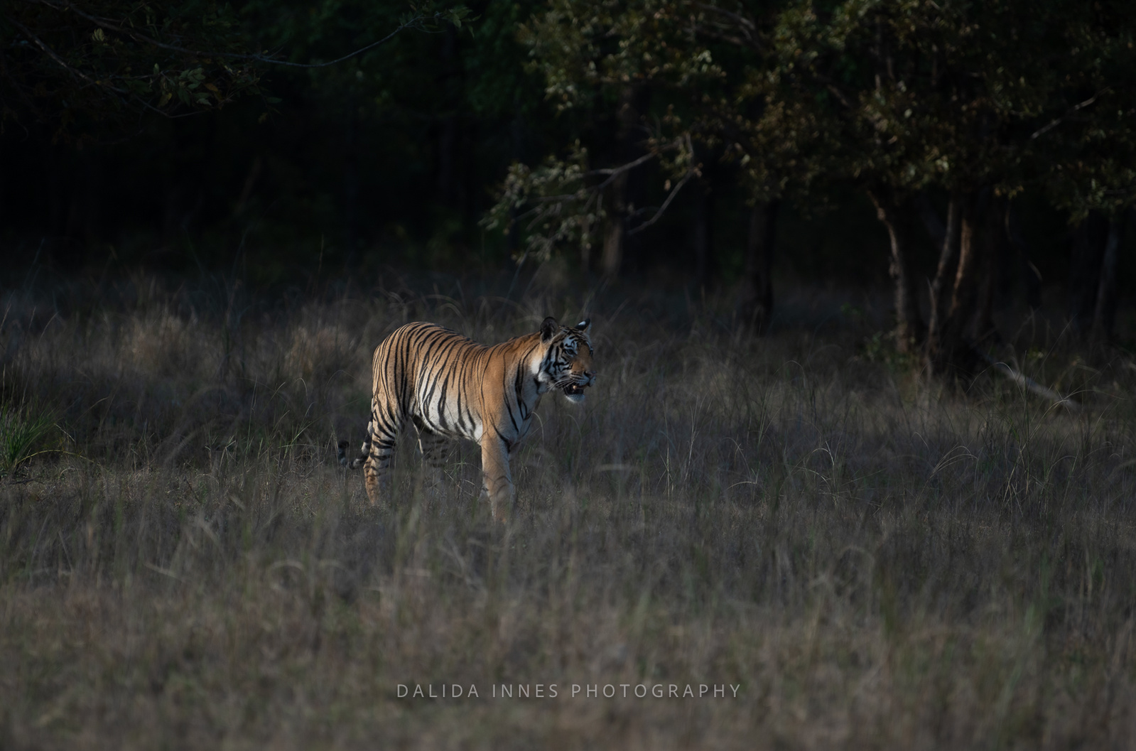 The tiger watching a spotted deer