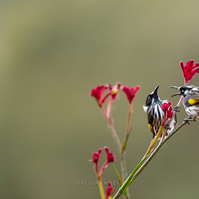 New Holland Honeyeater