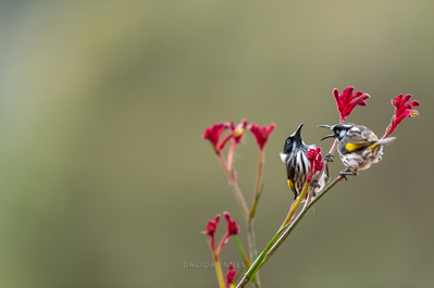 New Holland Honeyeater