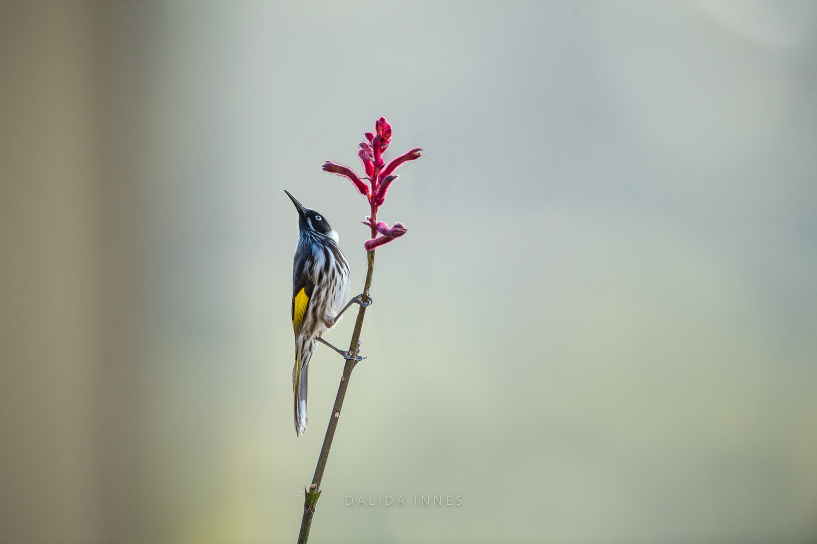 New Holland Honeyeater