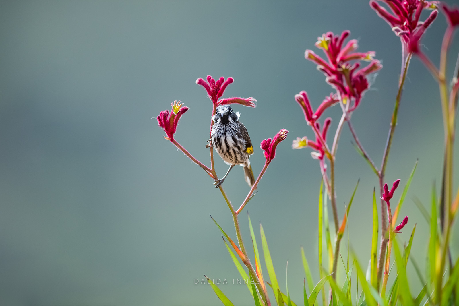 New Holland Honeyeater